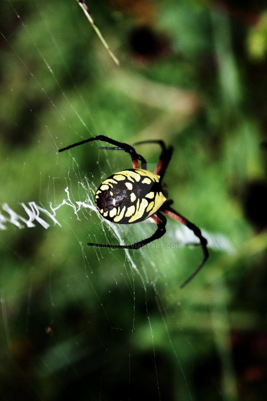Garden Spider