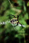 Garden Spider by Kesline