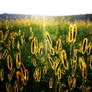 Field of Gold