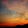 Migration