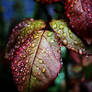 Raindrops On...