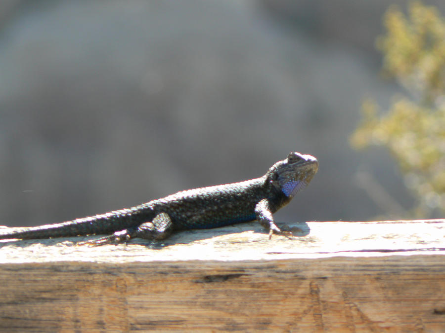 Lizard Friend? by lmr54 on DeviantArt