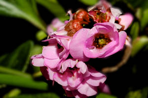 Fiori d'inverno