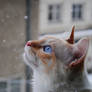 White snow, white kitten.