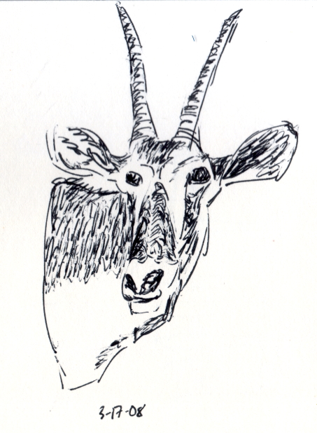 Antelope