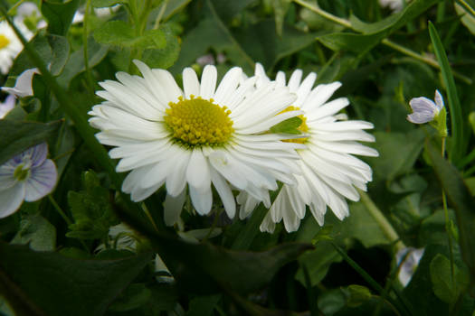 Daisy3