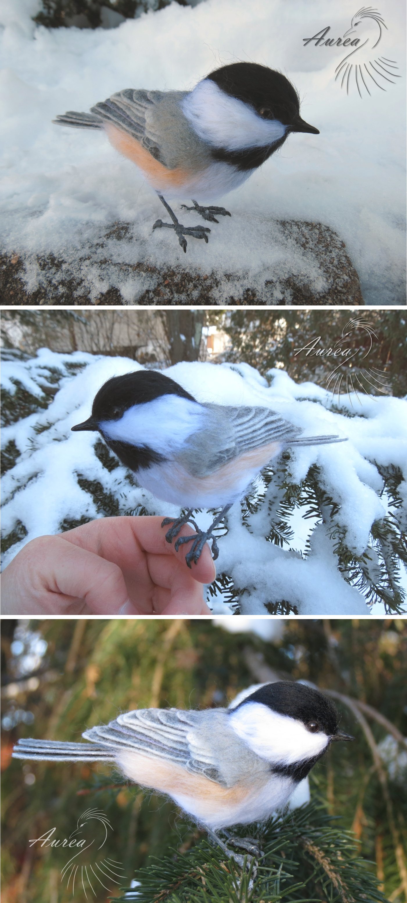 Black-capped chickadee