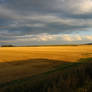 Golden Fields