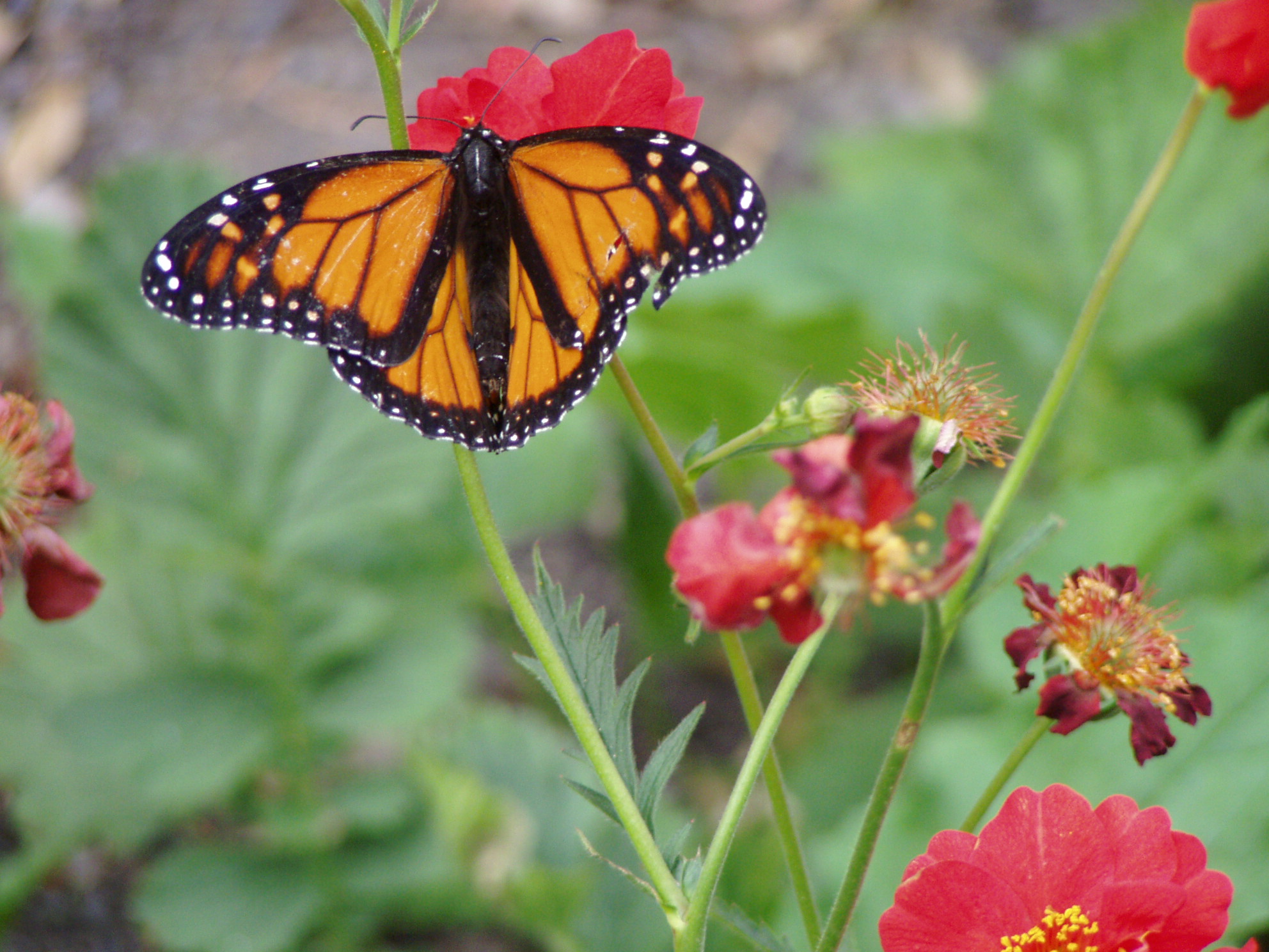 .stock: monarch butterfly.
