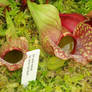 .stock: pitcher plants.