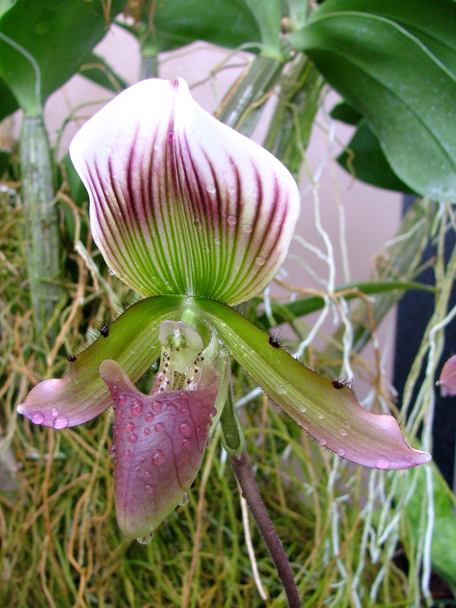 .stock: hairy orchid.