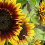 .stock: sunflowers.