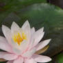 stock: water lilly.