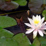 .stock: water lily.