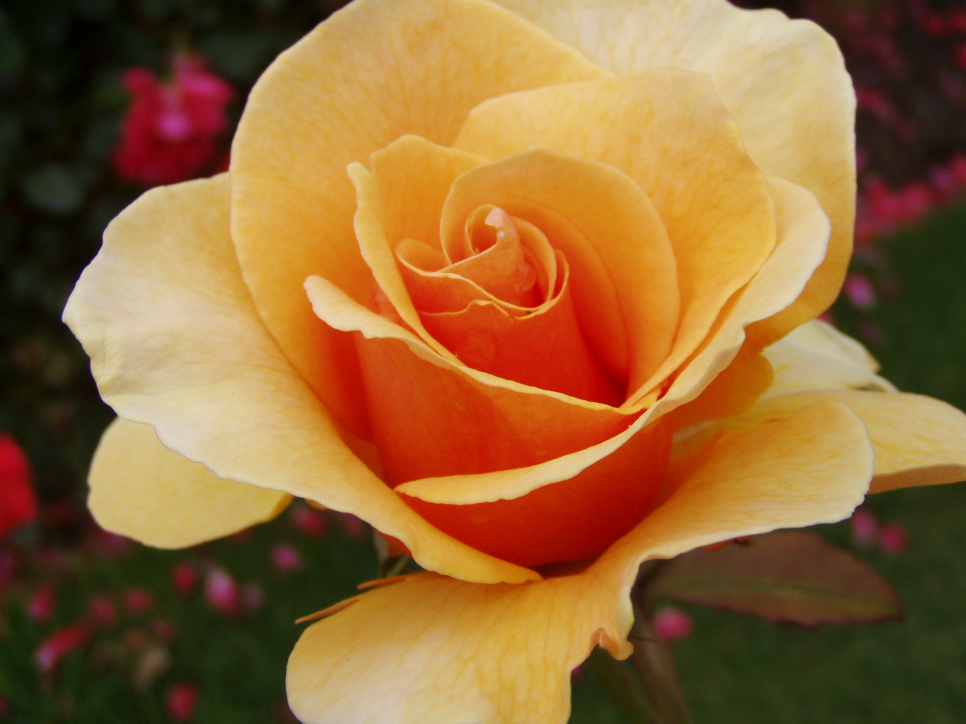 .stock: yellow rose up close.