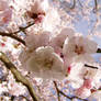 .stock: cherry blossom.