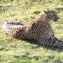 .:Stock - Cheetah:.