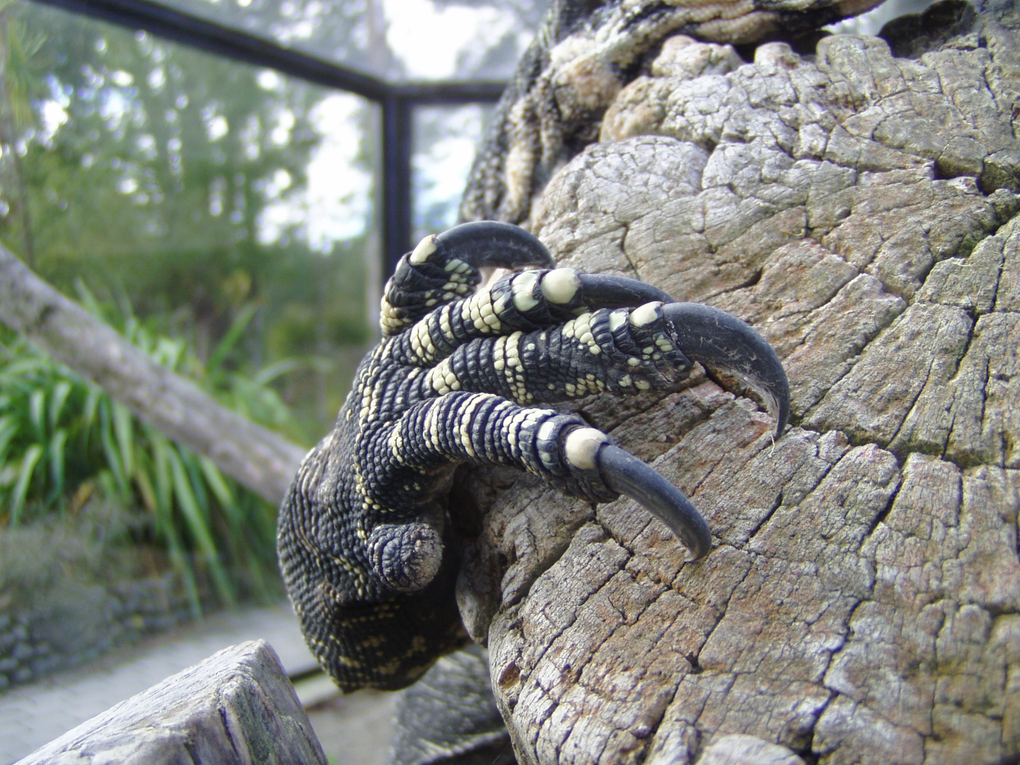 .:stock - lizard claw:.