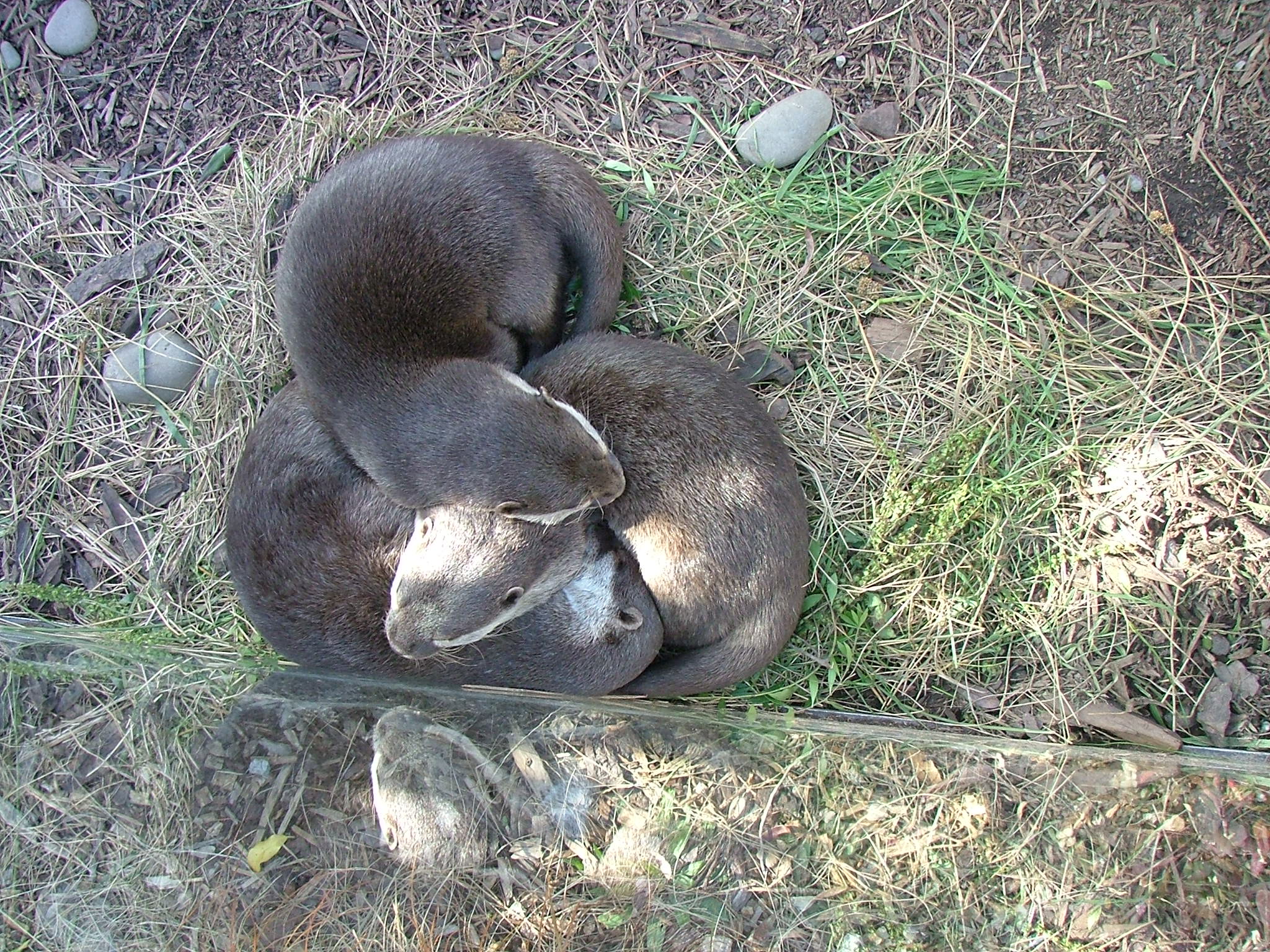 .stock: nest of otters 2.