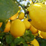 .:stock - lemon 3:.