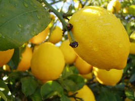 .:stock - lemon 3:.