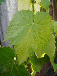 .:stock - grape leaf 10:.