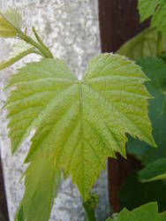 .:stock - grape leaf 11:.