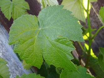 .:stock - grape leaf 9:.