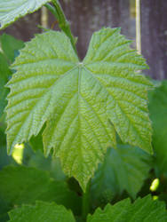 .:stock - grape leaf 12:.