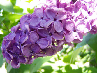 .:stock - lilac1:.
