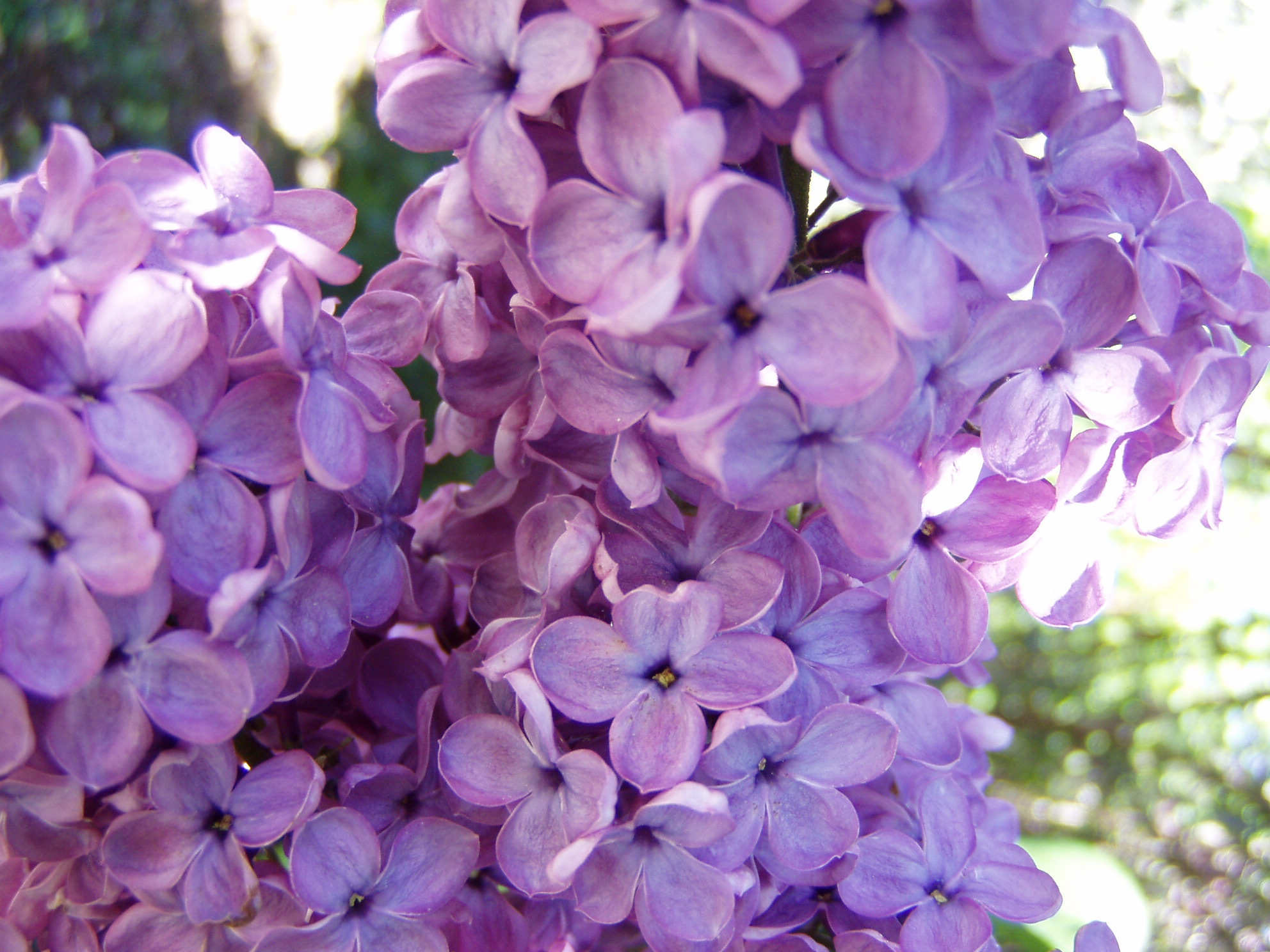 .:stock - lilac2:.