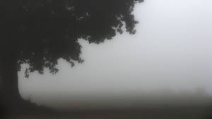 tree in the fog