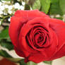 My Rose