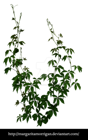 Parthenocissus tricuspidata by margarita-morrigan Parthenocissus tricuspidata by margarita-morrigan