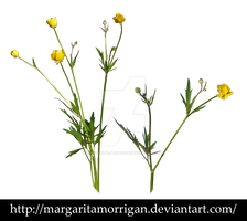wildflowers by Margaritamorrigan