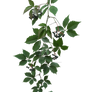 Parthenocissus tricuspidata2