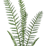 Grass2