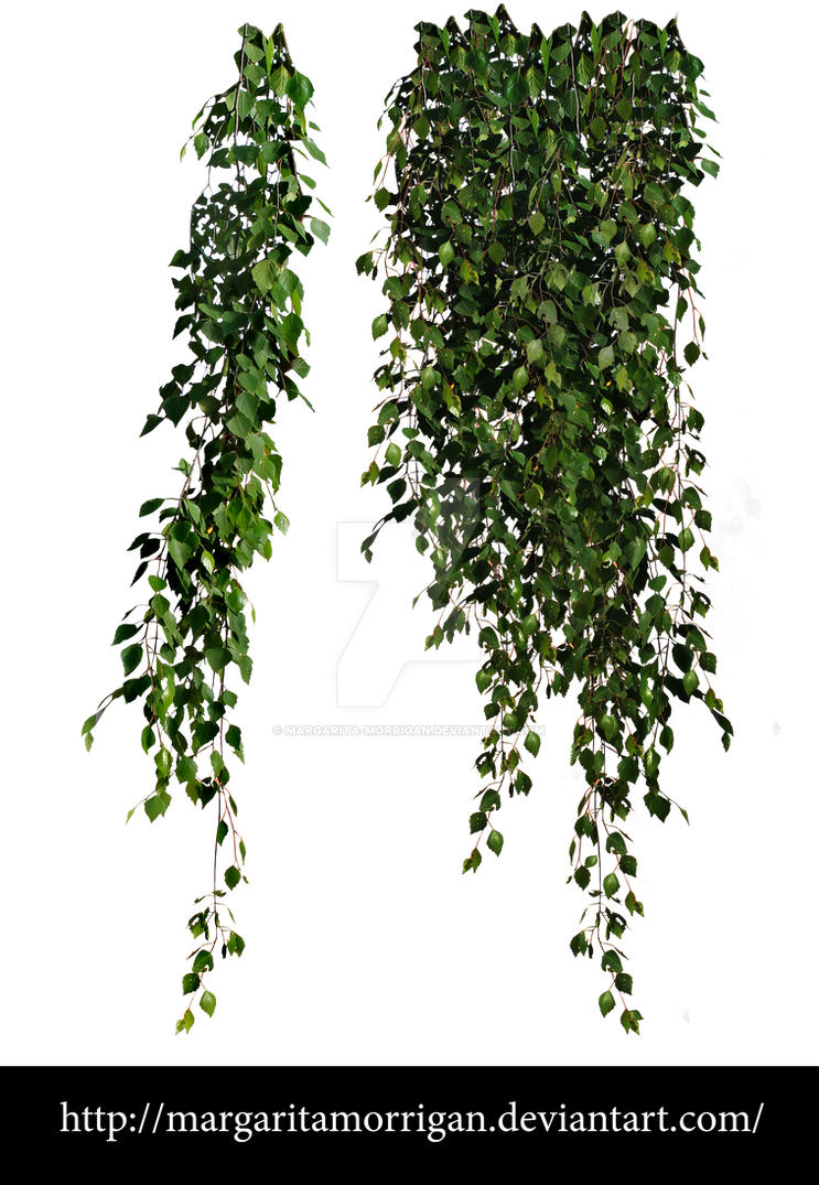 birch leaves by margarita-morrigan