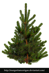 pine-tree