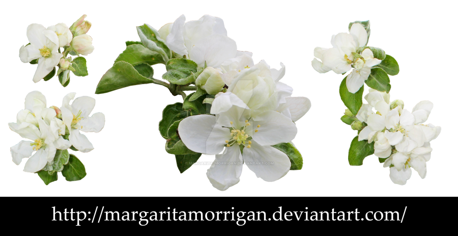 apple blossoms