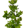 shrub