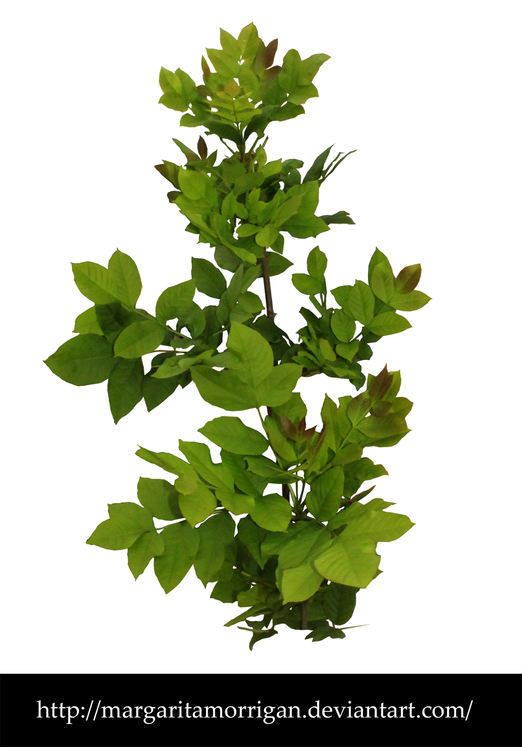 shrub by margarita-morrigan