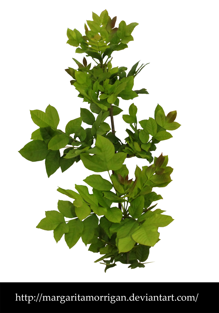 shrub by margarita-morrigan