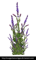 purple bush