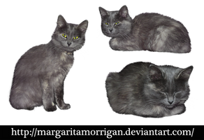 gray cat