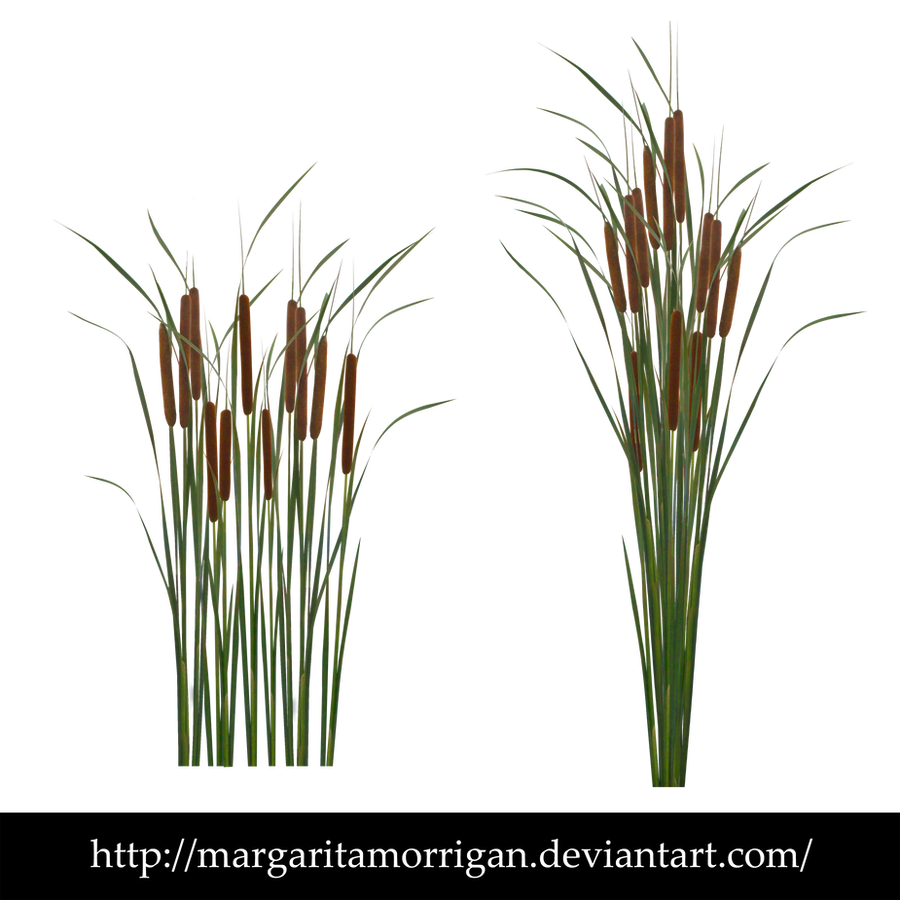 Typha by margarita-morrigan on DeviantArt