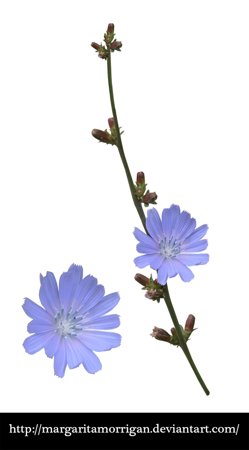 cornflower