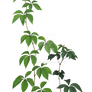 Parthenocissus tricuspidata 2