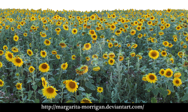 Sunflower field