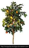 Orange tree